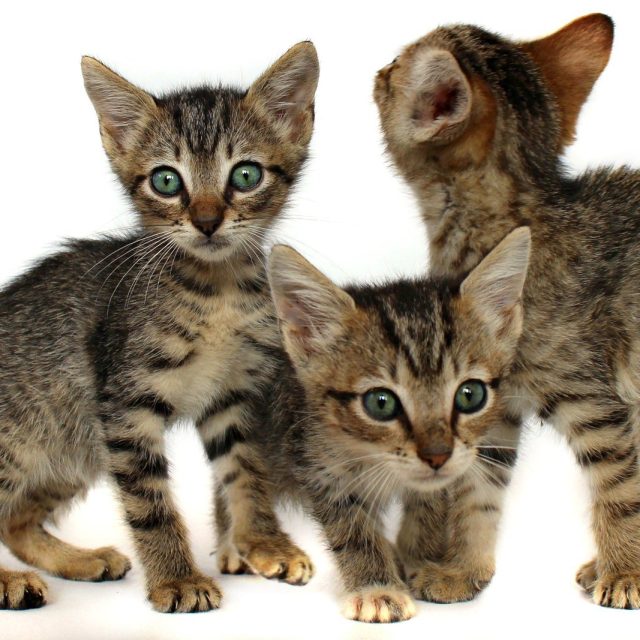 Trouble In Three's