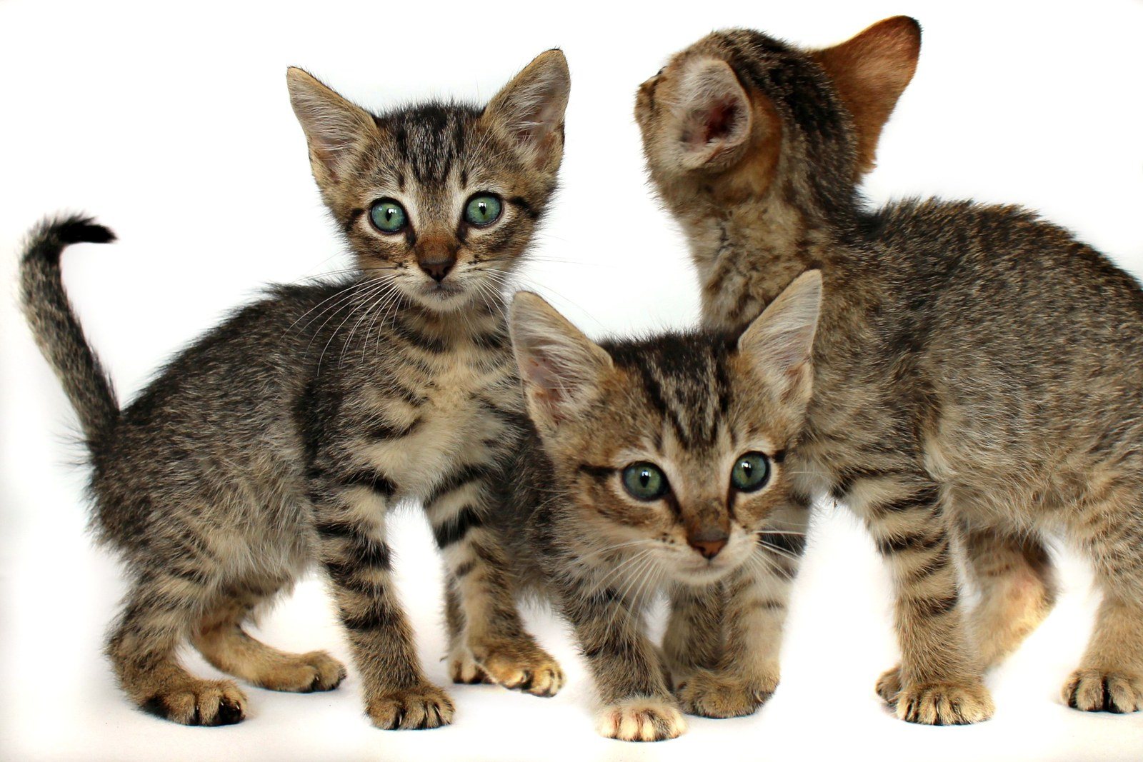 Trouble In Three's
