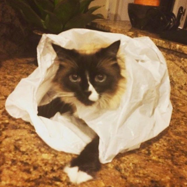 I Didn't Do It...