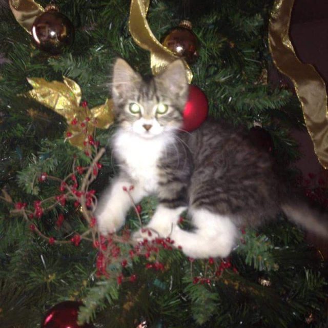 Santa Wasn't Watching
