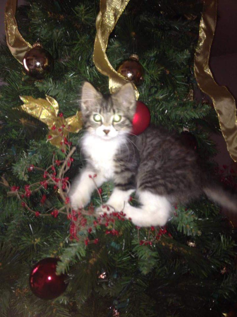 Santa Wasn't Watching