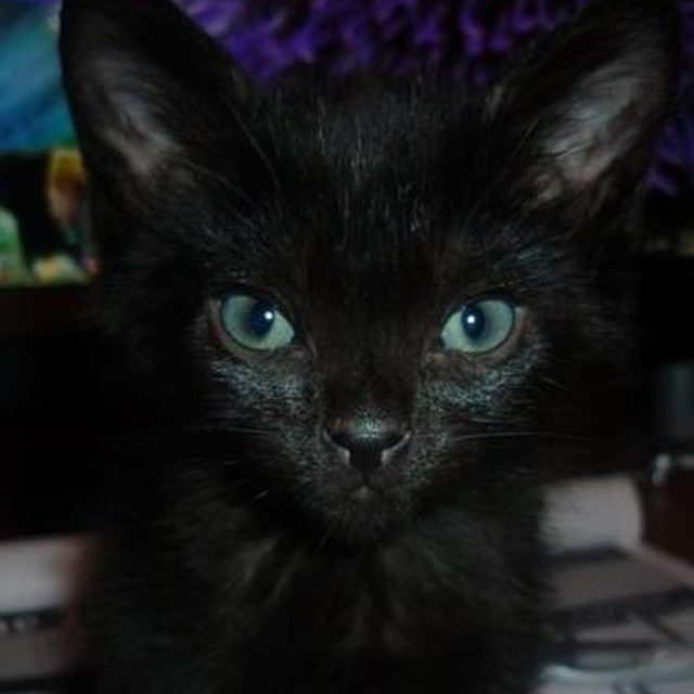 I Put A Spell On You...