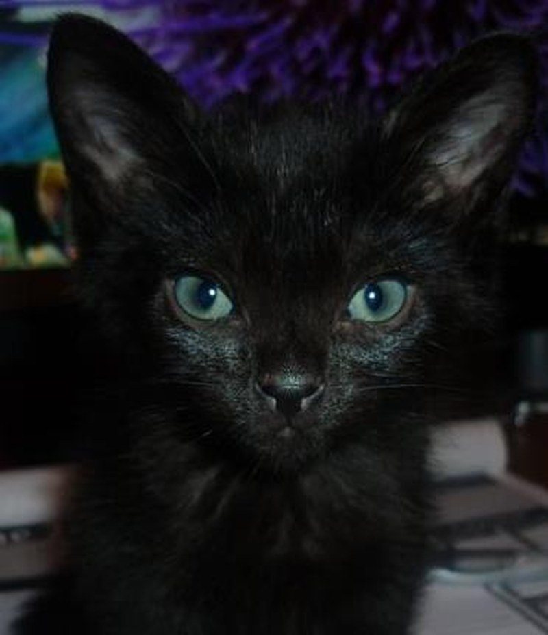 I Put A Spell On You...