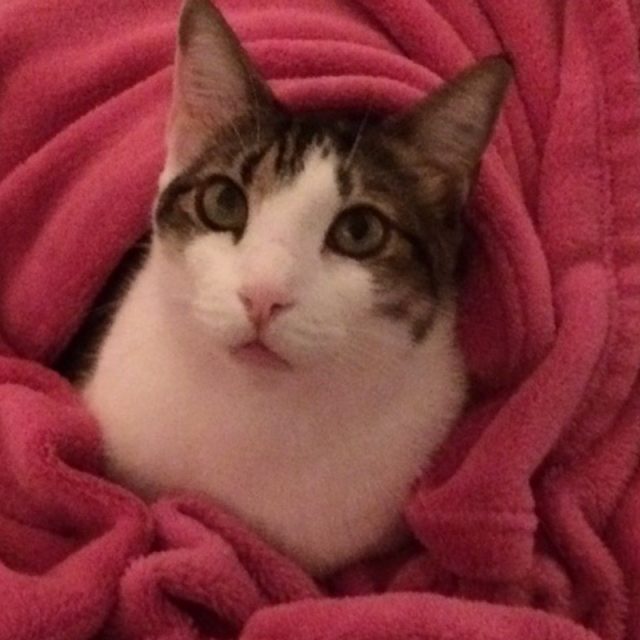 Boo's Blankie