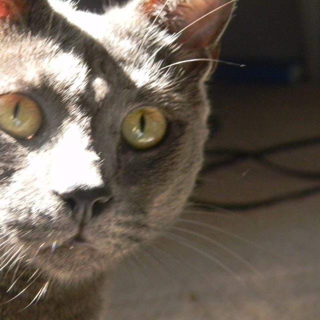 Grady Cat