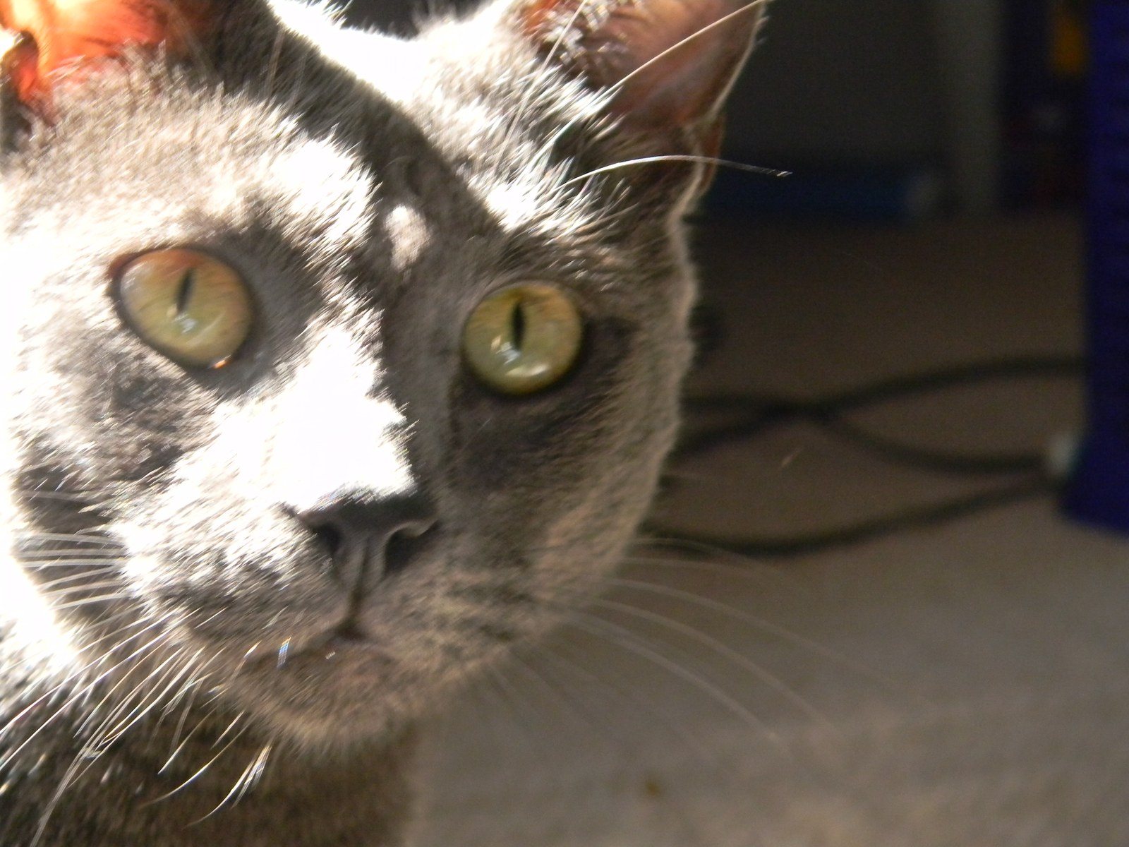 Grady Cat