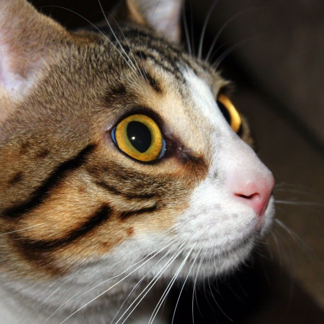 Gizmo