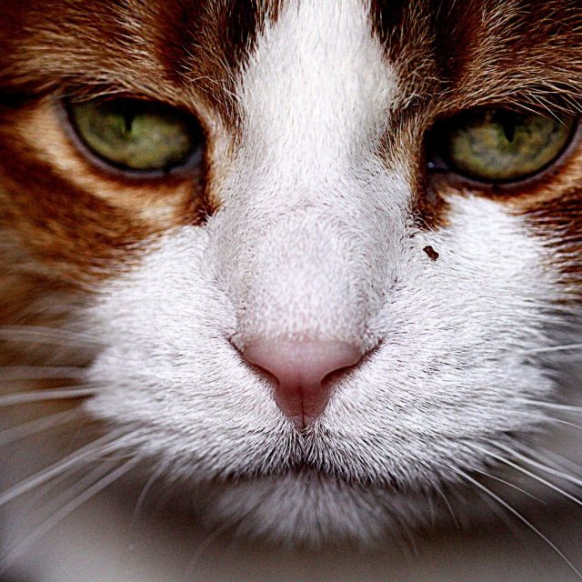 We Are NOT Amused