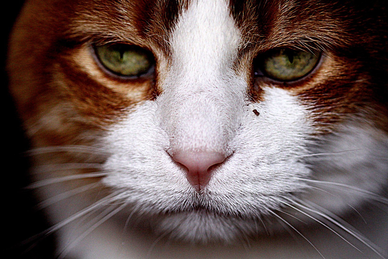We Are NOT Amused