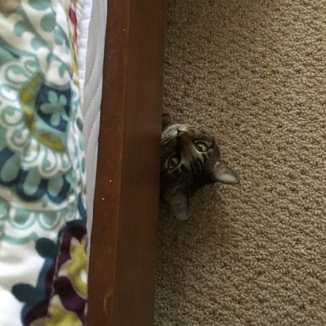 Peekaboo!