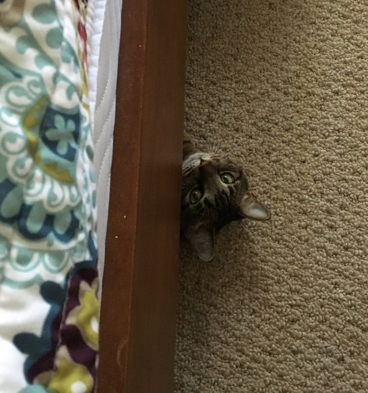Peekaboo!
