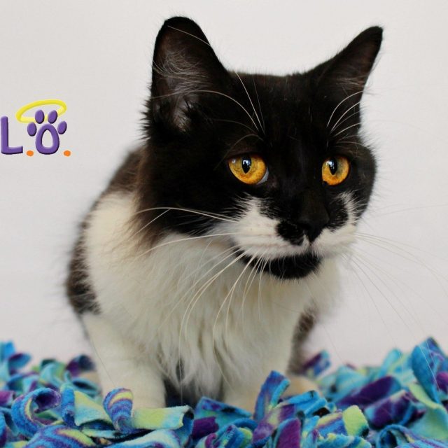 ADOPT Fiona!