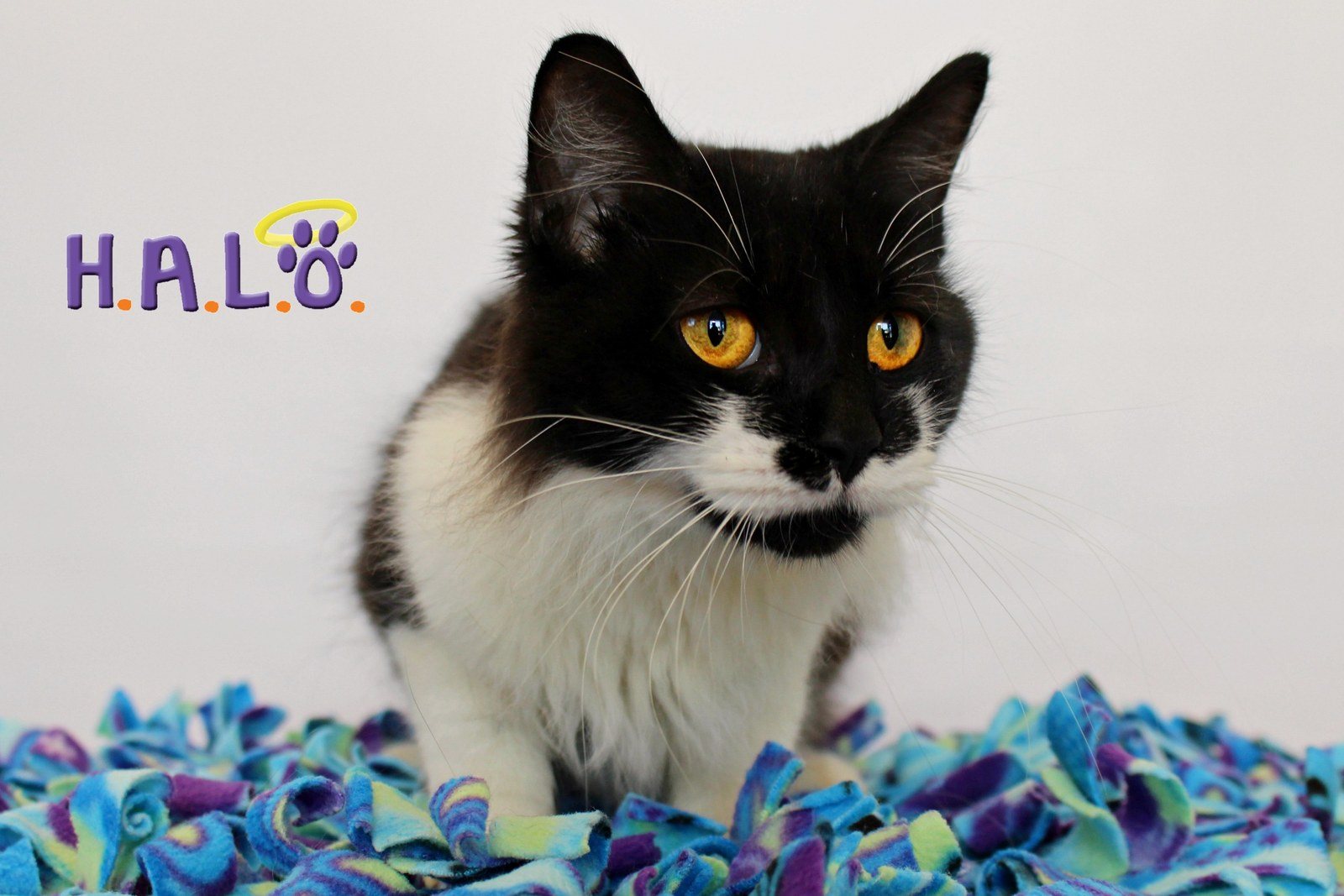 ADOPT Fiona!