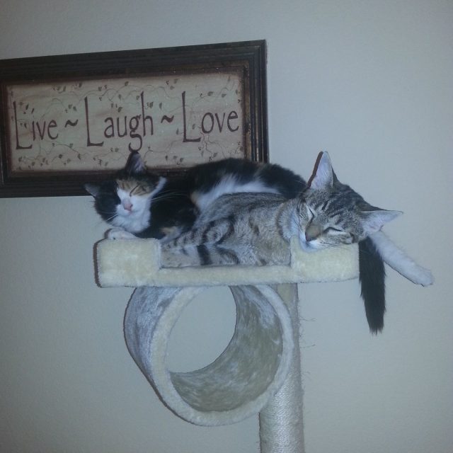 Catching Some Zzzzzzs
