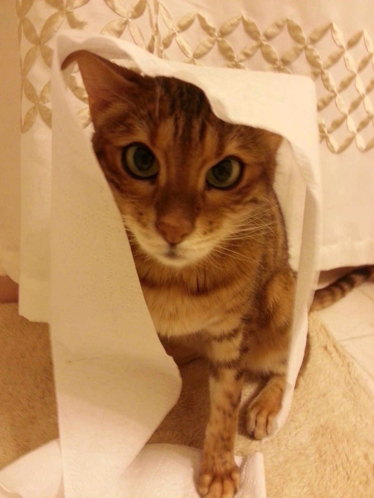 TP Is Fuuuuun!