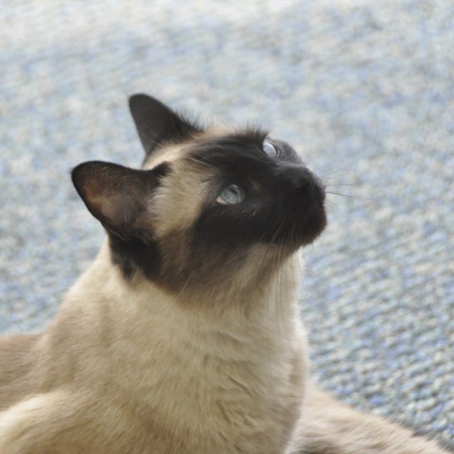 I Love To Pose (SuLing)