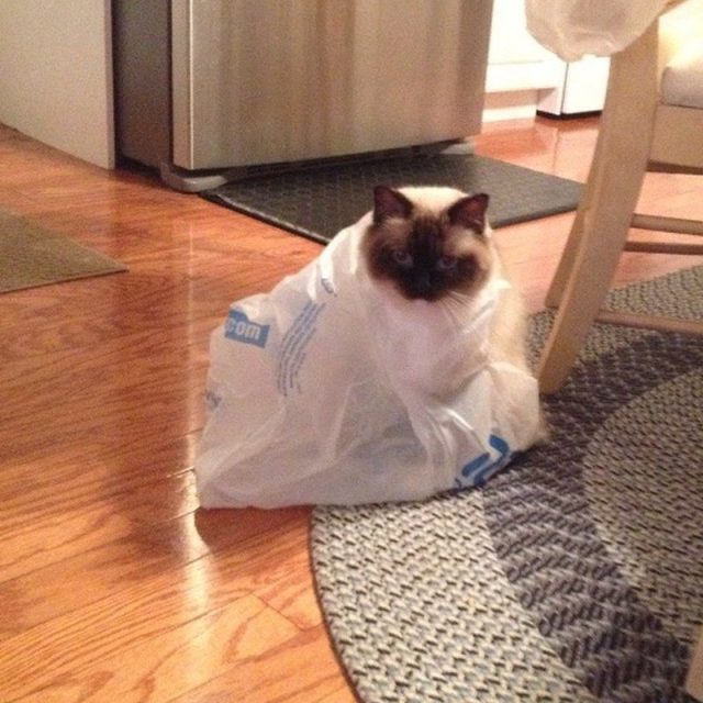 What Happened? I Was Just Playing With This Bag.....