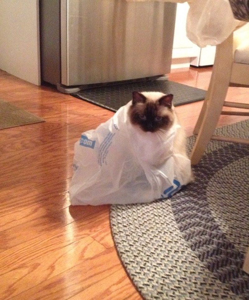 What Happened? I Was Just Playing With This Bag.....