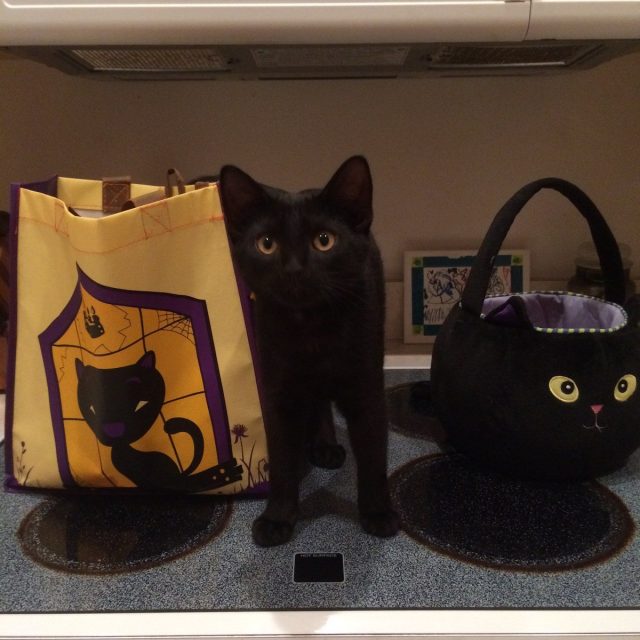 Halloween Kitten