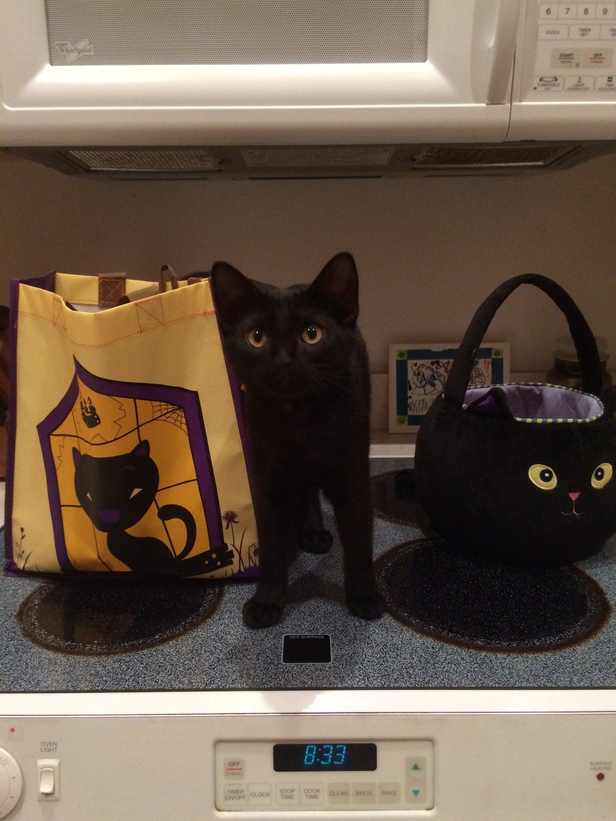 Halloween Kitten