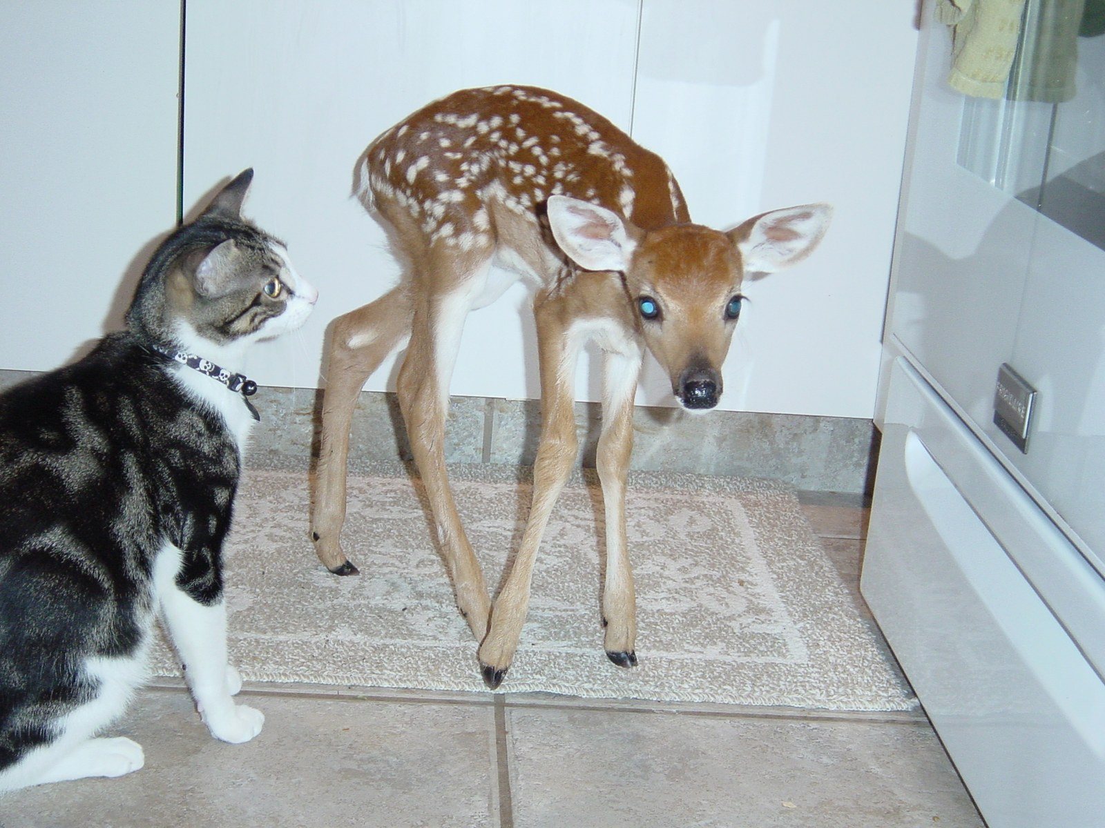 Are You My Friend?