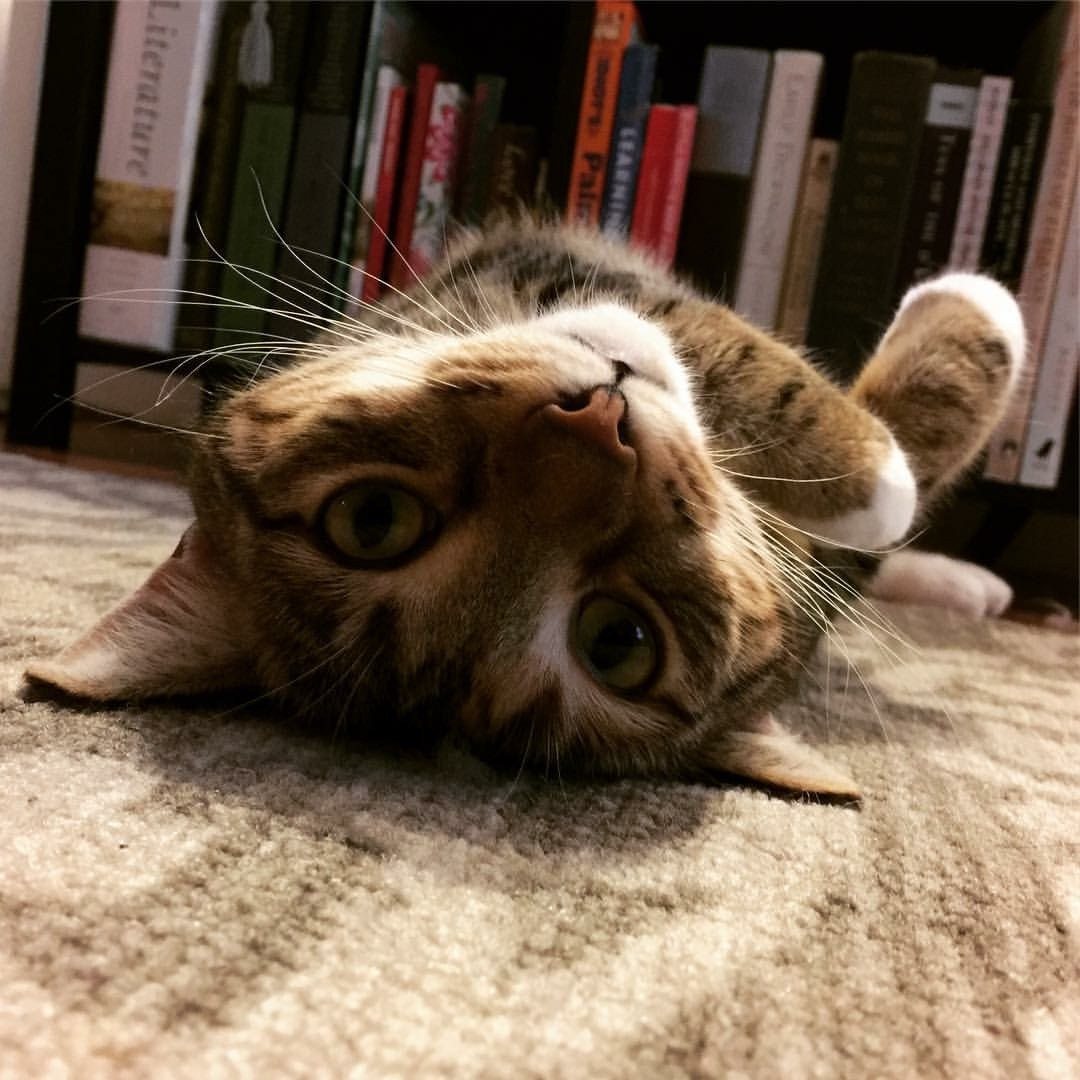 Rug Rubs Are The Best Rubs!