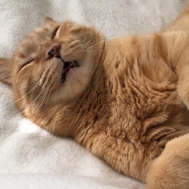 Zzzzzzz