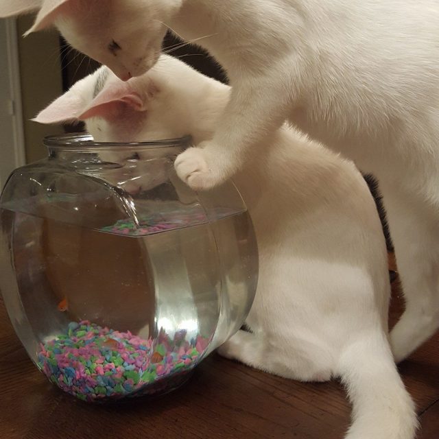 A New Toy