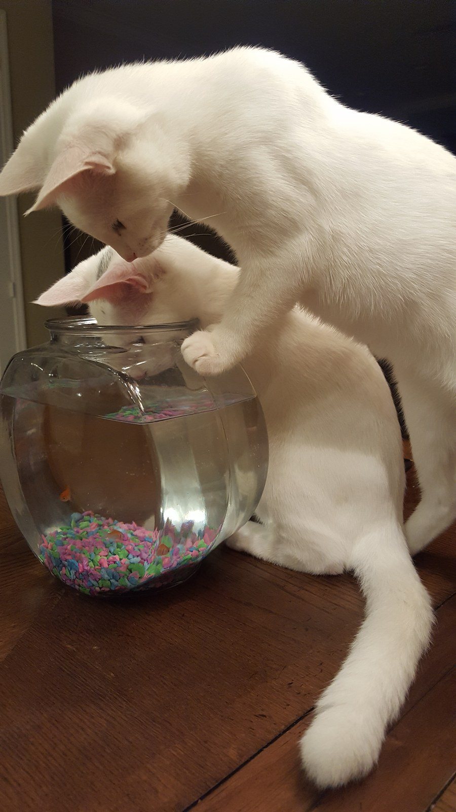 A New Toy