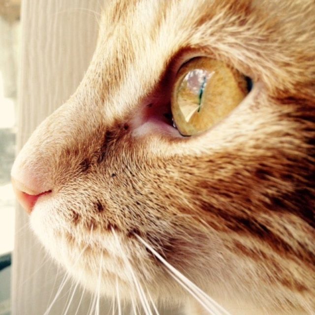 "Looking Through The Glass"
