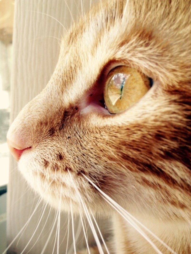 "Looking Through The Glass"