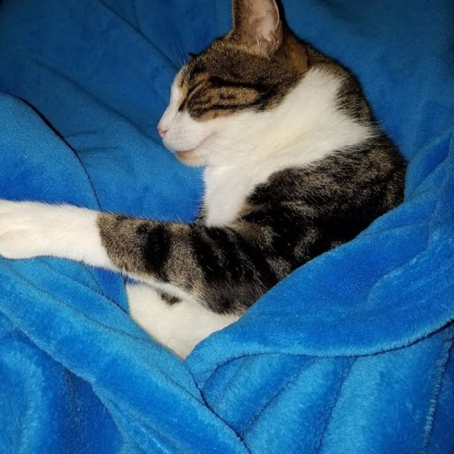 Felix In A Blanket