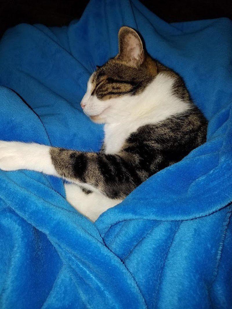 Felix In A Blanket