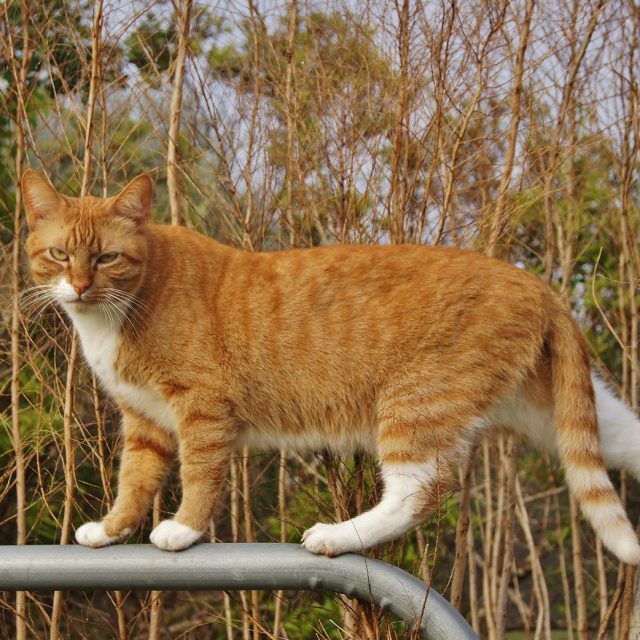 Balancing