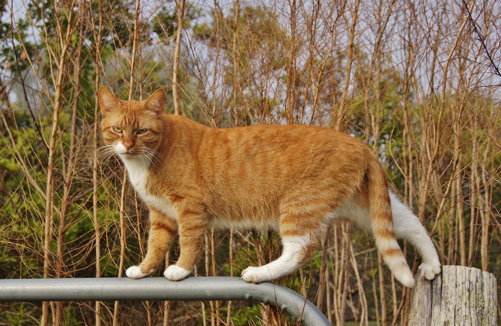 Balancing