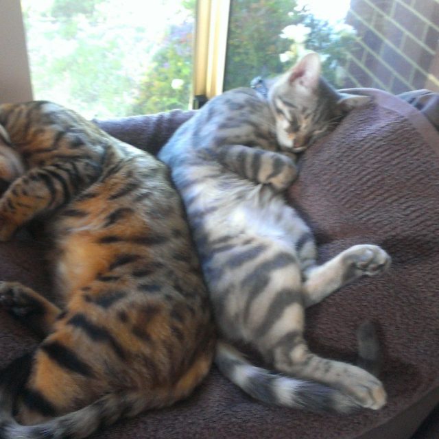 Bookends