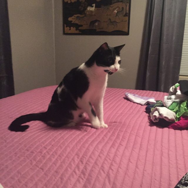 Leela
