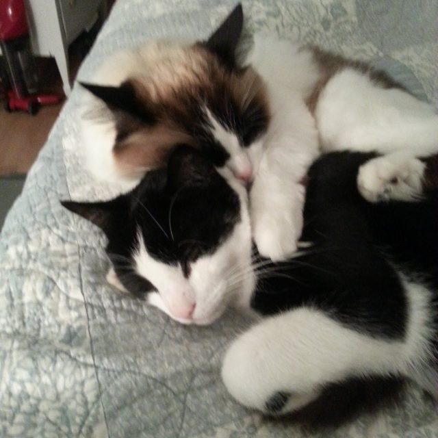 Cuddle Buddies