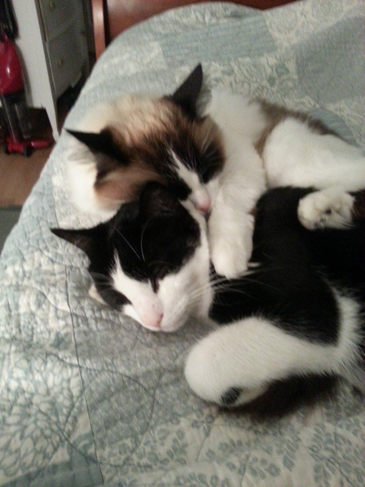 Cuddle Buddies