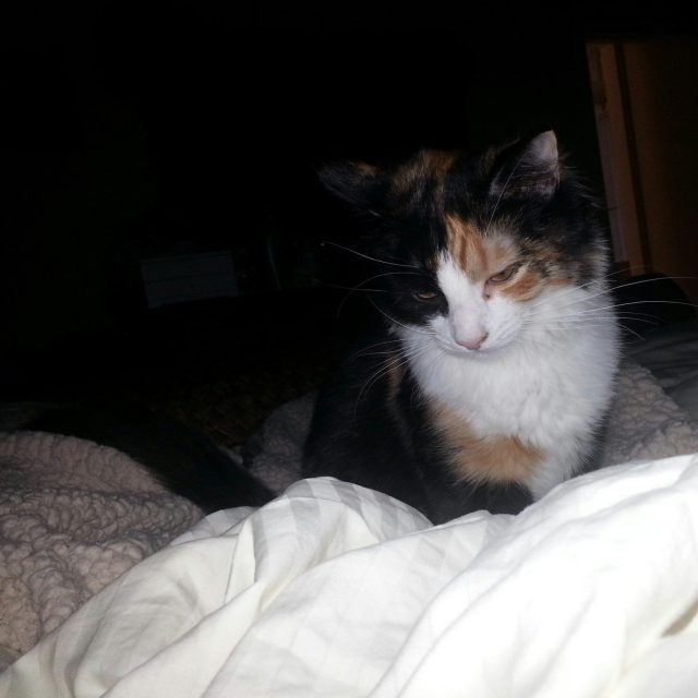 Sweet Dreams Sassy
