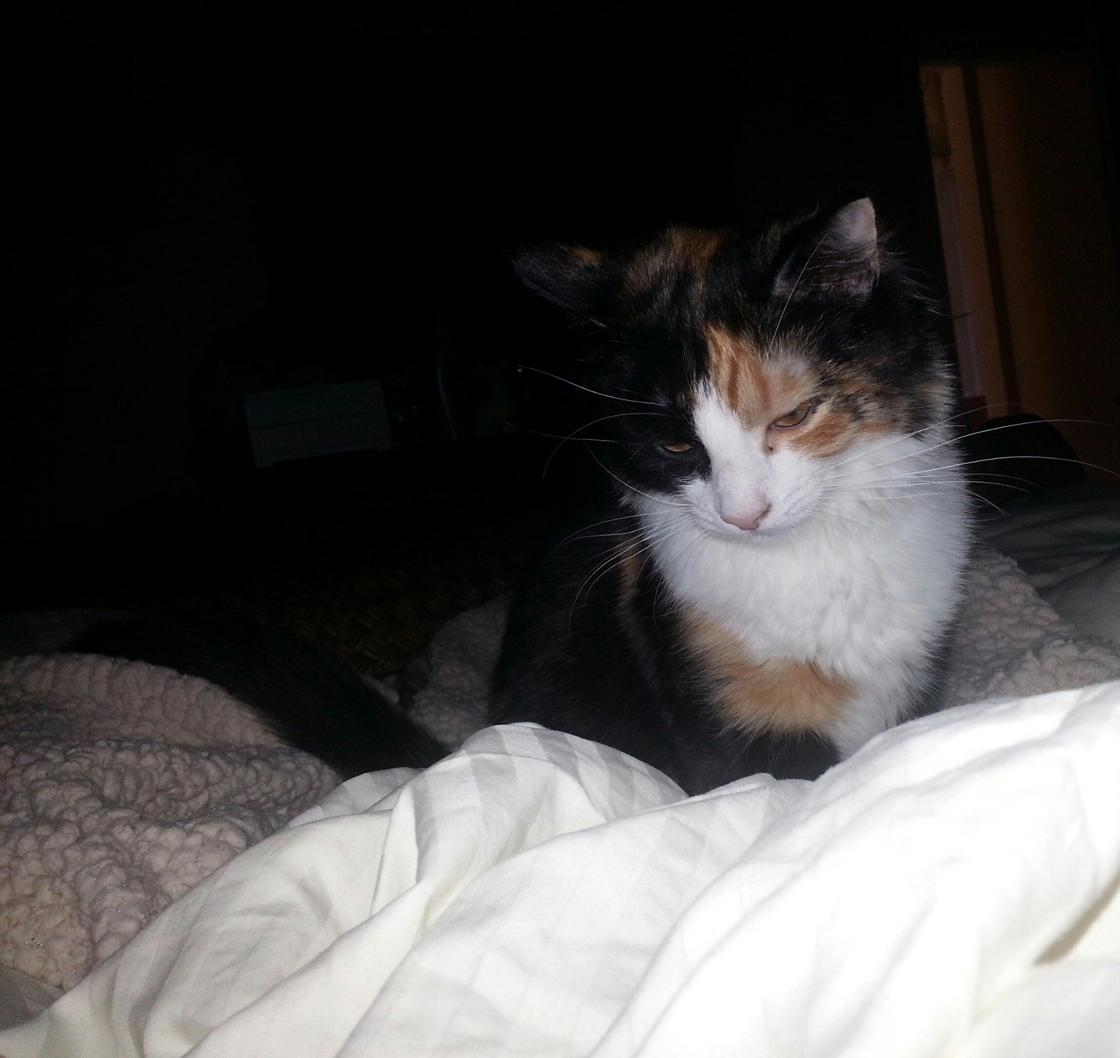 Sweet Dreams Sassy