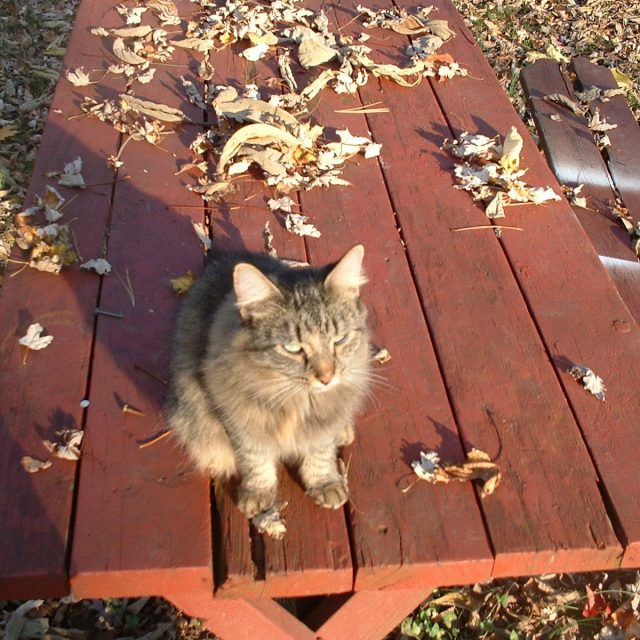 Like The Fall