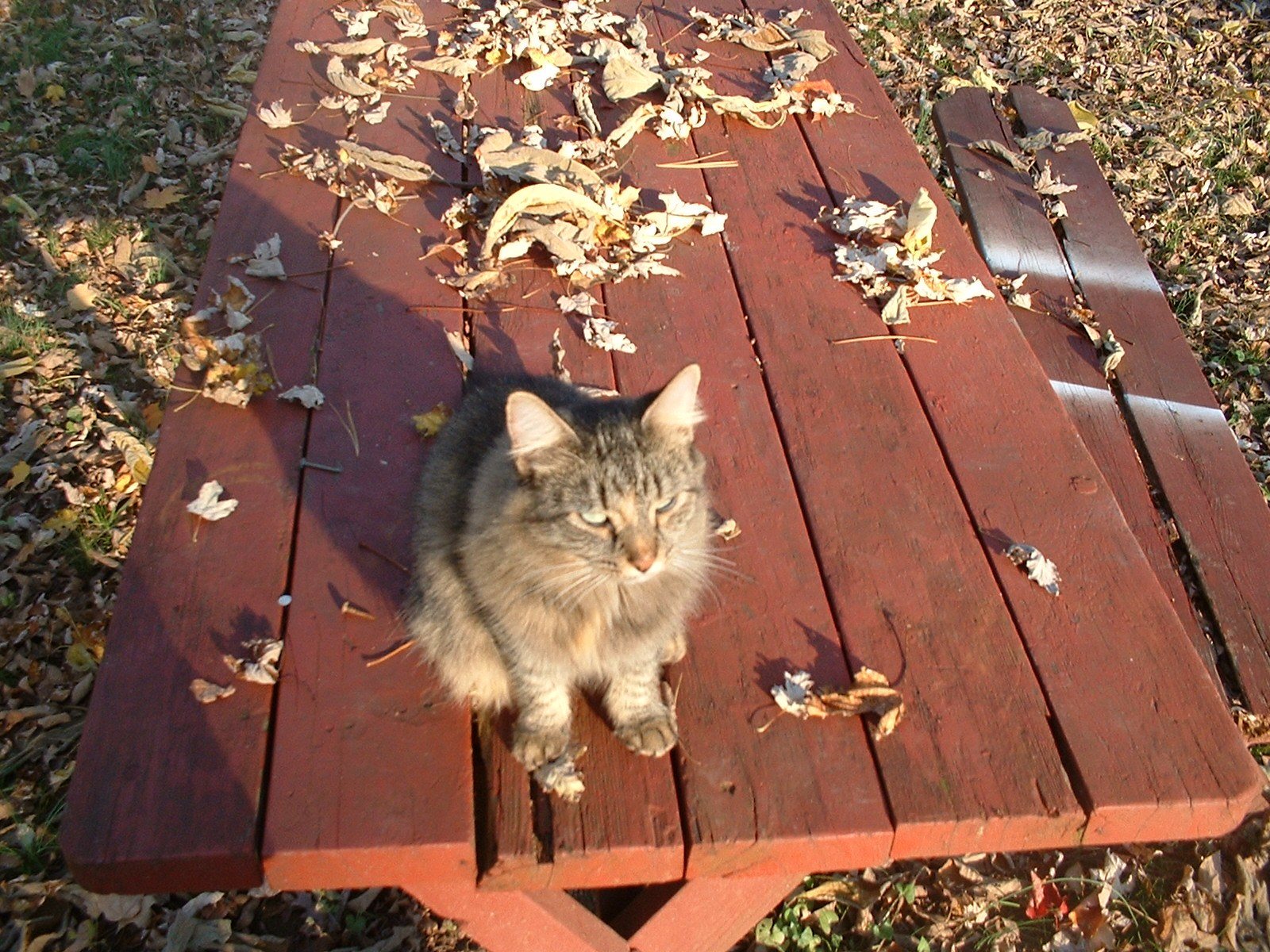Like The Fall