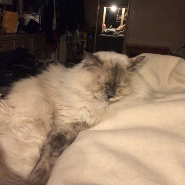 Cat Nap