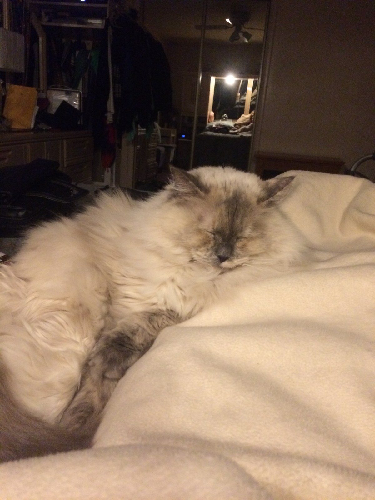 Cat Nap