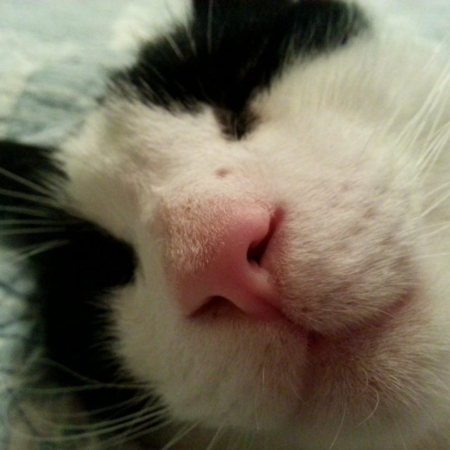 Pink Noses