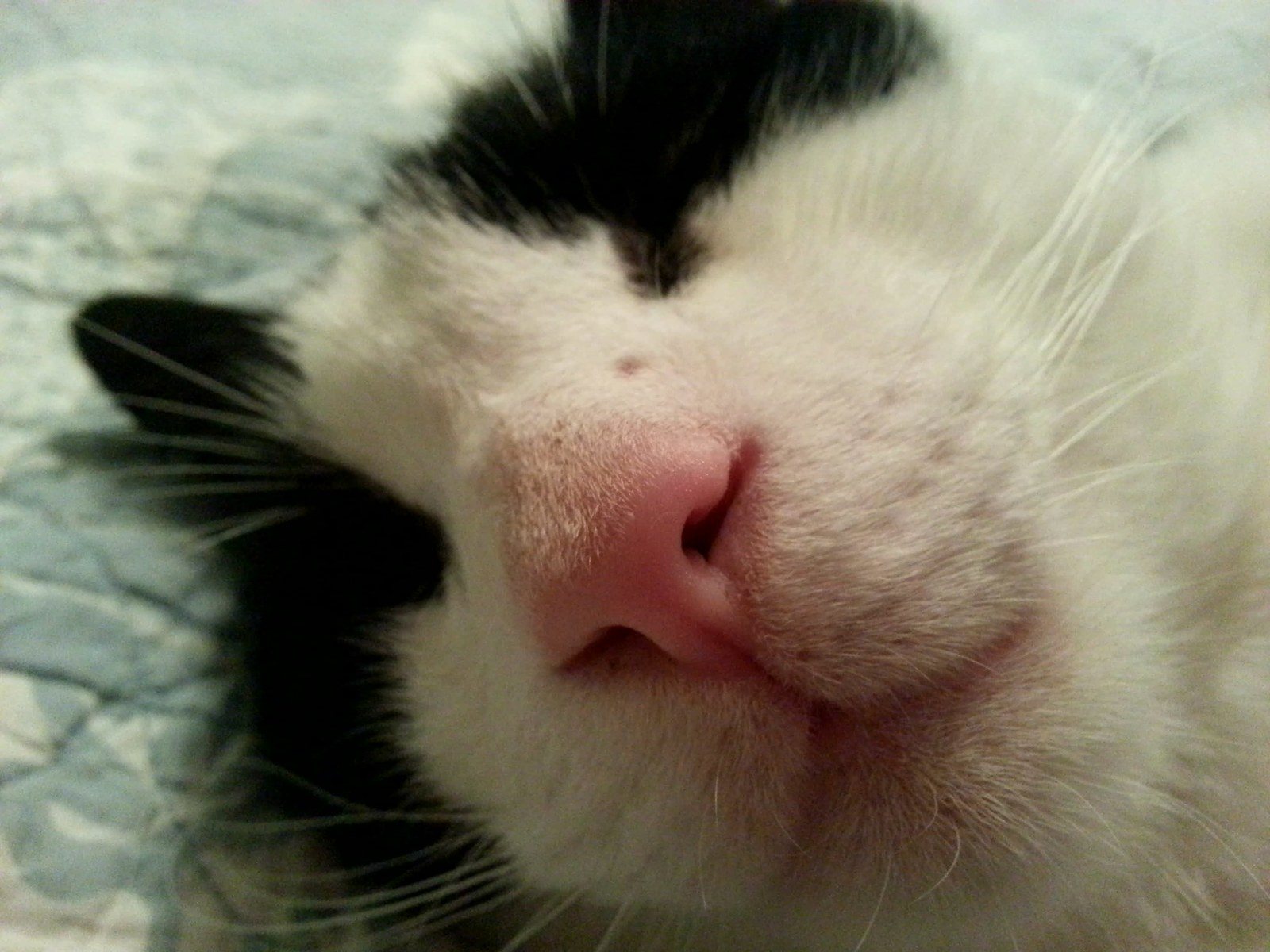 Pink Noses