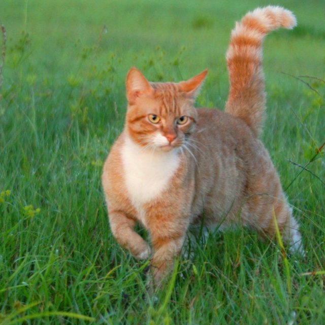 Proud Tiger