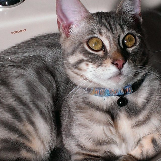 What You Want To Use The Sink ??