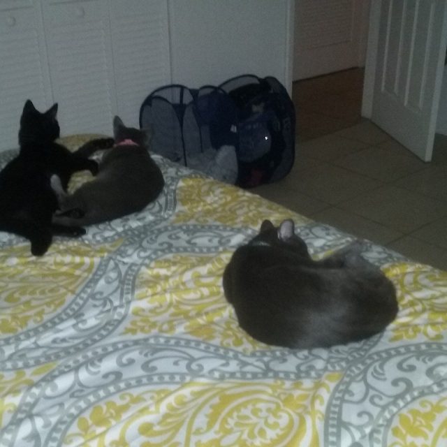 Feline Fellowship